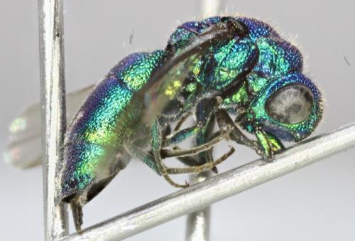 Trichrysis cyanea